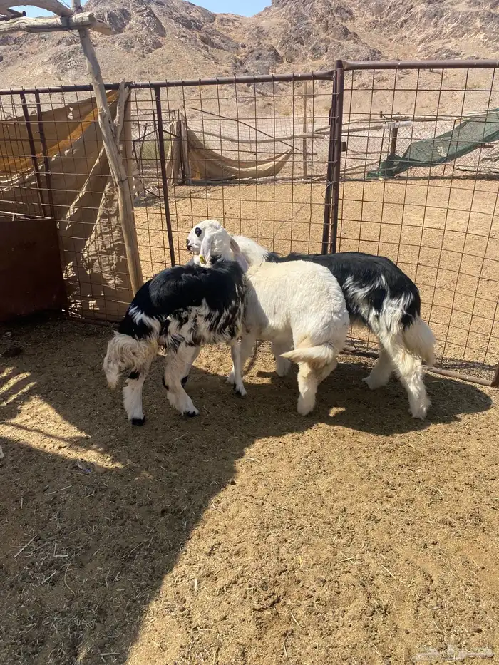 الطليان 2