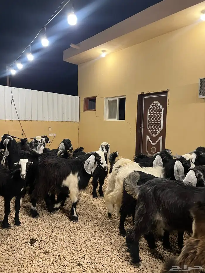 تيوس مخاصي 2