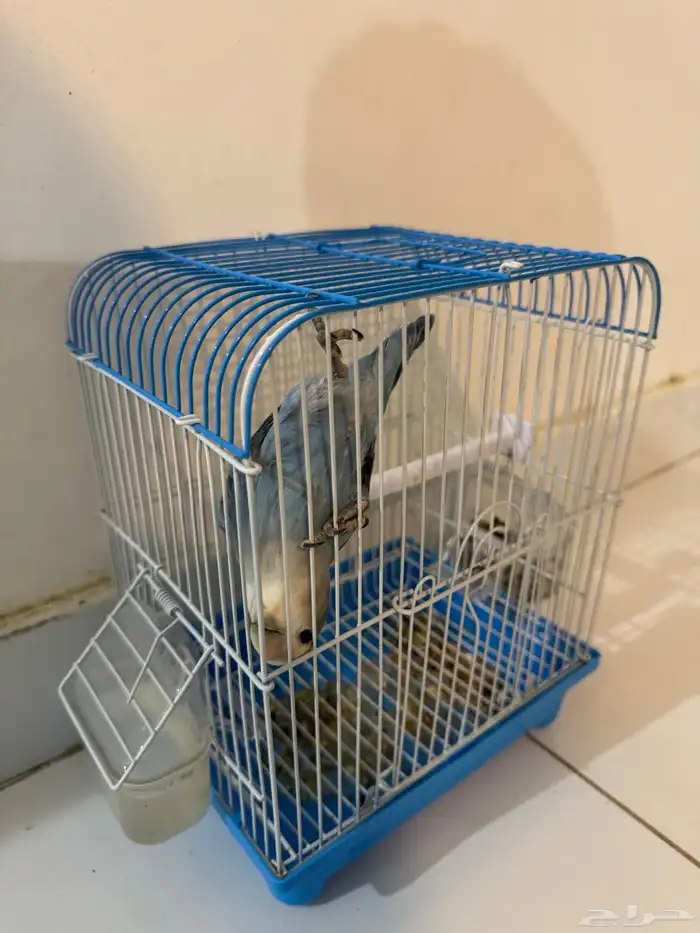 روز فايلوت اليف ماعنده عض 3