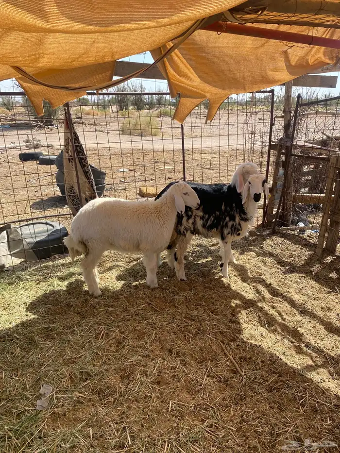 الطليان 1