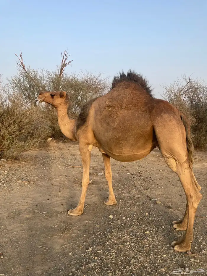 ناقه حمراء ملاقي 4