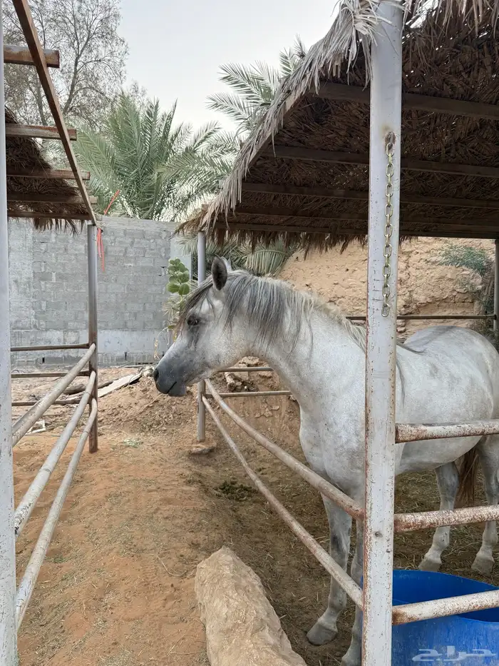 حصان واهو حفيد ابطال 2