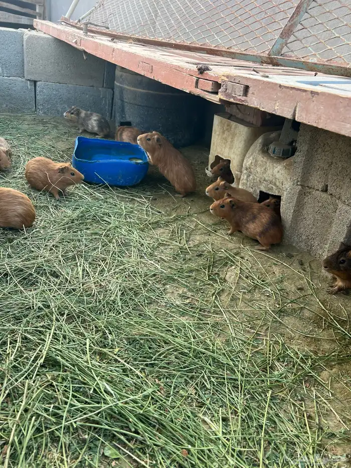 وبرأن للبيع 2