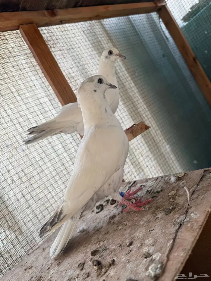 للبيع طبات الام وحشيه والاب قولدن 3