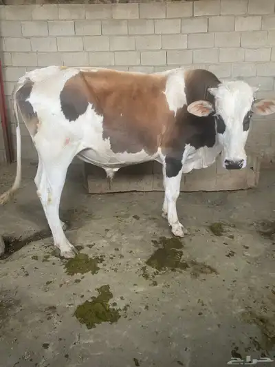 بقر حسلان index