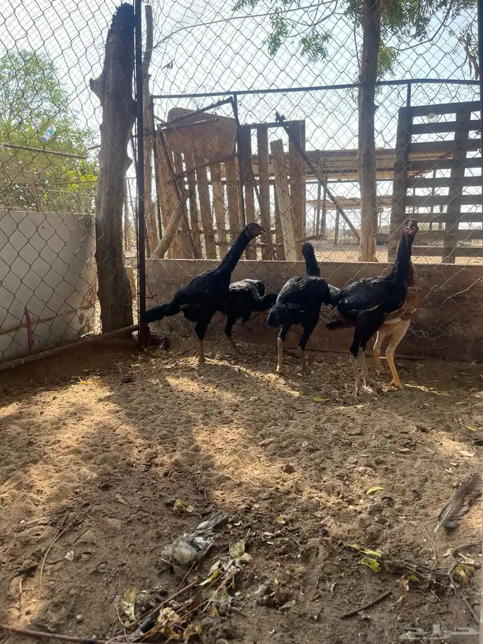 فروخ سندية 0
