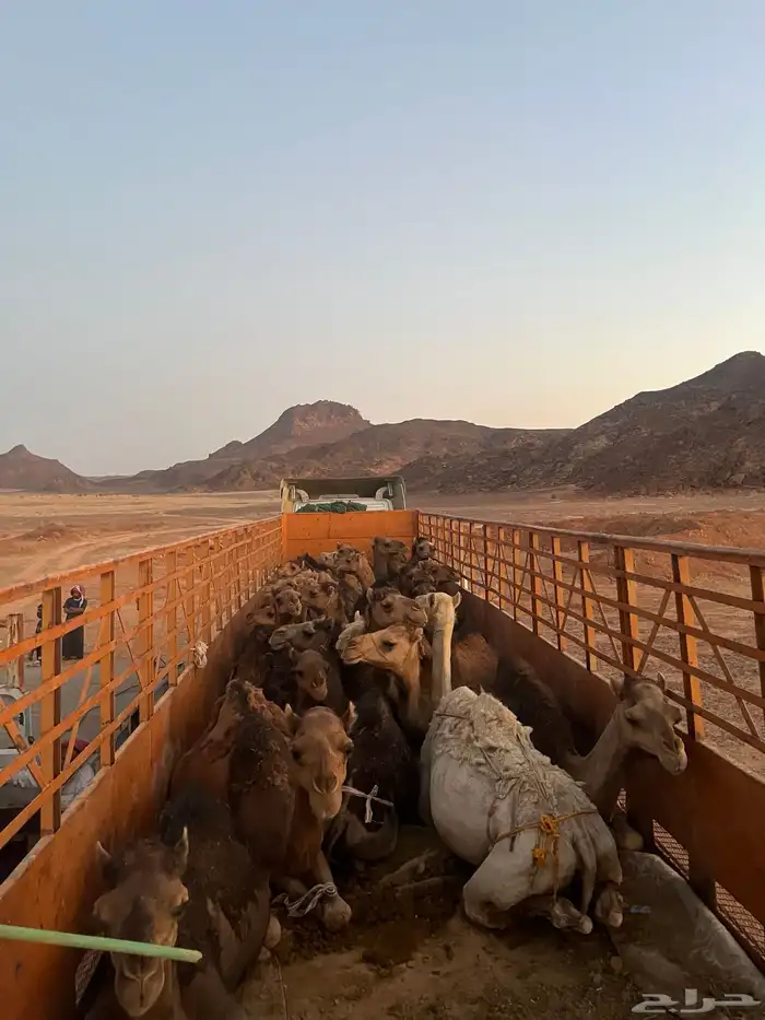 تريله لنقل البل والبضايع جوانب عاليه 1