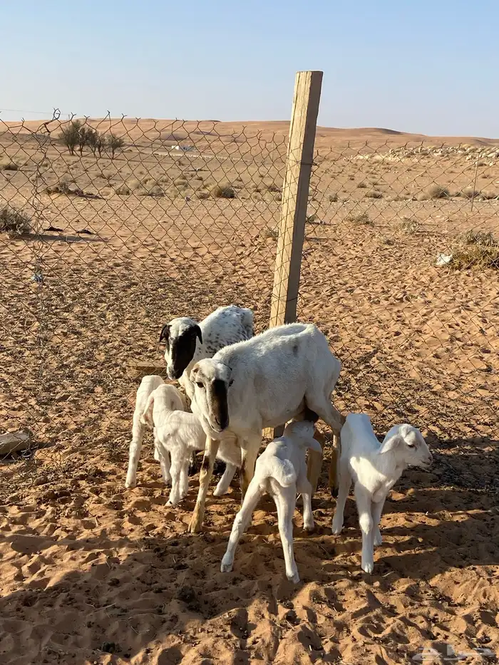 تم البيع 1