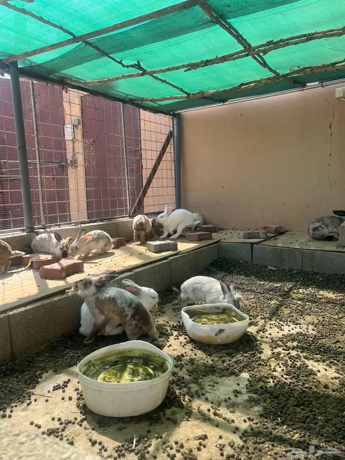 ارانب للبيع 1