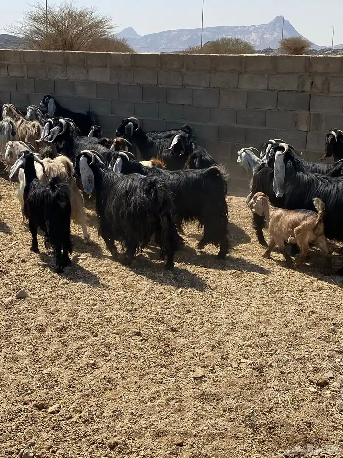 معزء طيبه عددها 40 رأس من جذعه لين تامه شبب 3