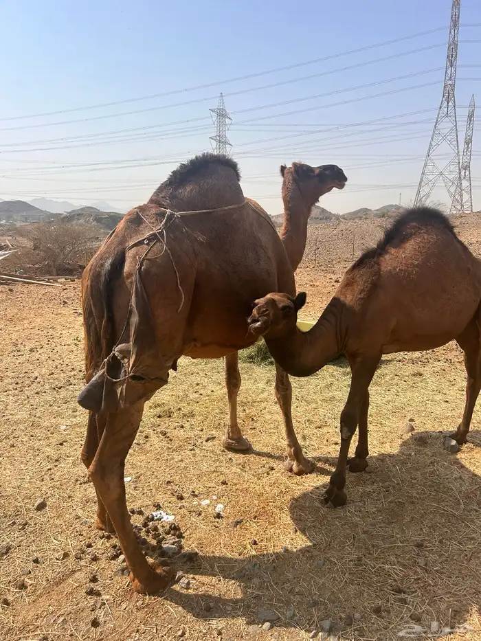 ناقه للبيع 4