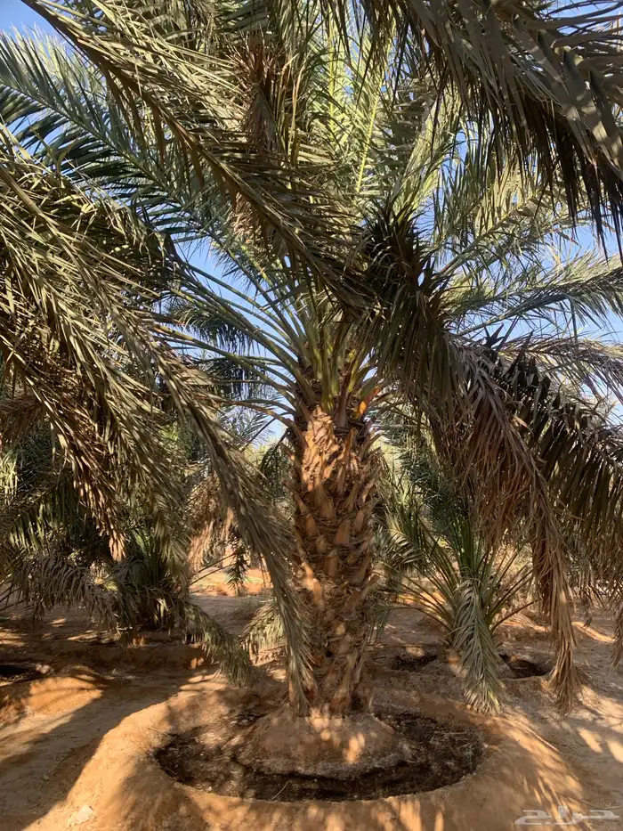 نخل للبيع 0
