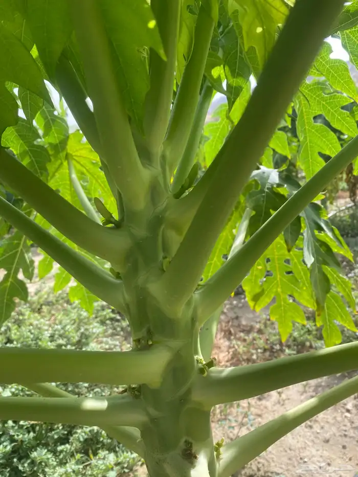 شتلات باباي ردريدي 0