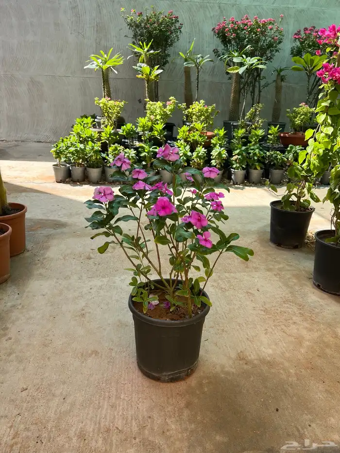 نباتات واشجار زينه 7