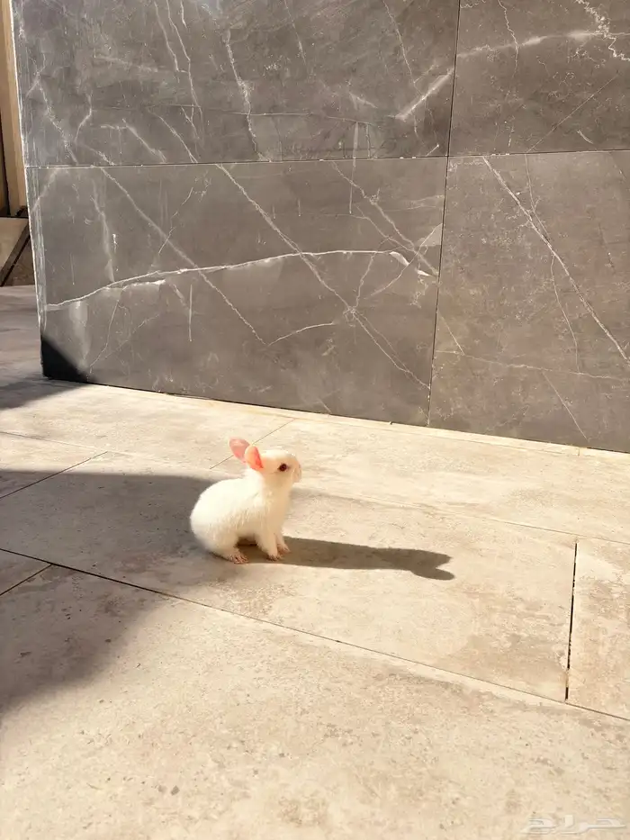 ارانب صغار 5