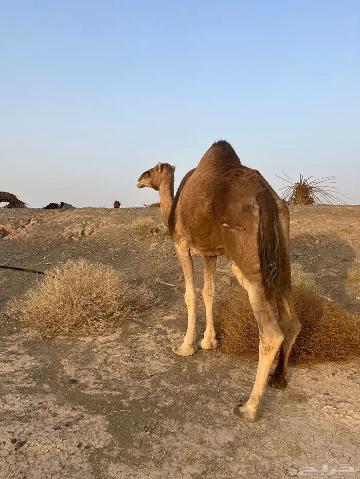 ناقه حمرا دهماء عكشاء 7
