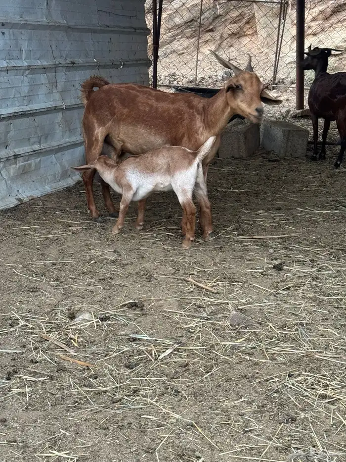 معزا مقاني 0