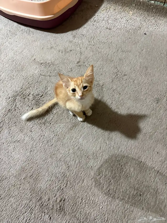 قطط للتبني 0