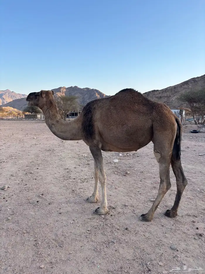 ناقي مداني. للبيع 2