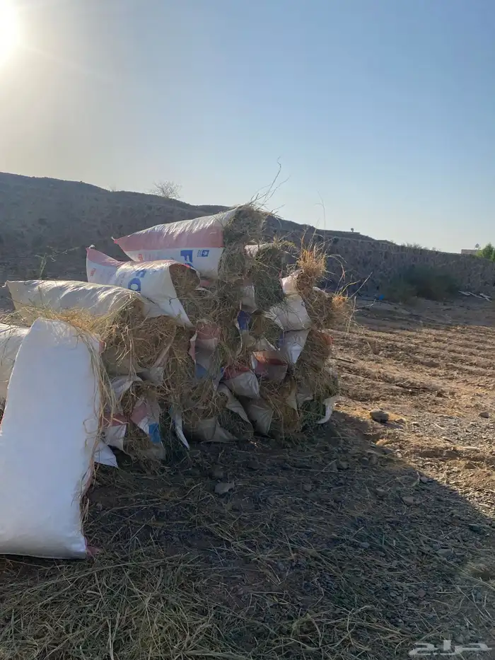 نجم رعي بنبنك غنم 0