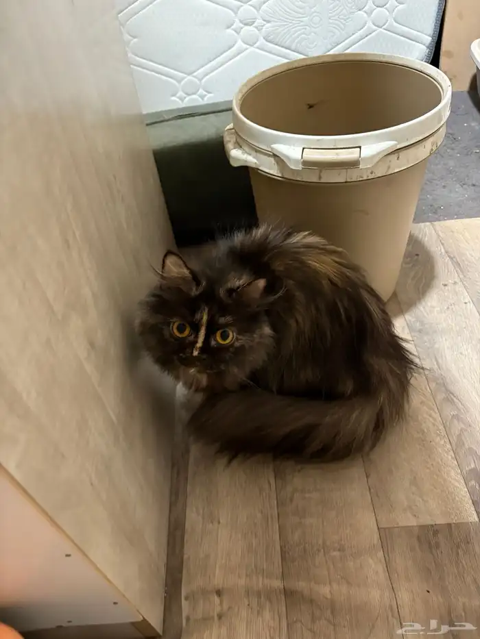 قطط للتبني 5