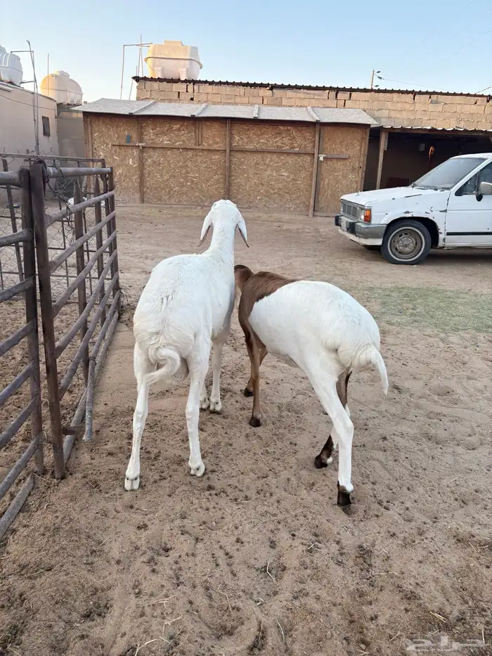 جذع مشروك بلدي حد 1100 2