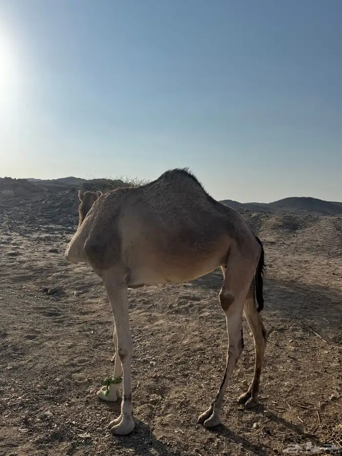 بكره ثنيه حايل مقفله شحم 4