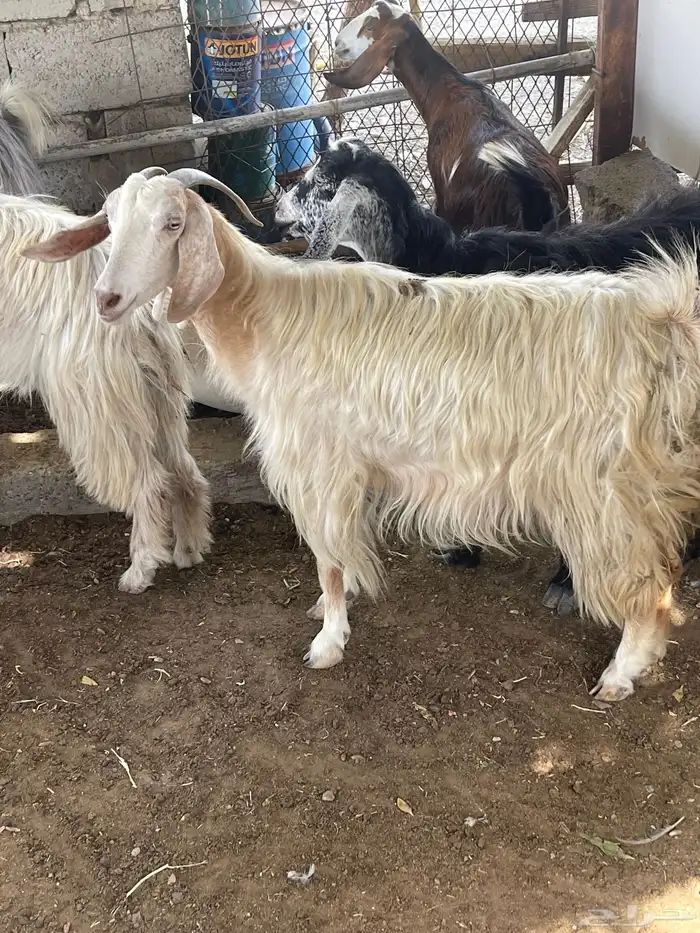 عنز معاها تيس وجفره اعمارهم 3 اسابيع 2