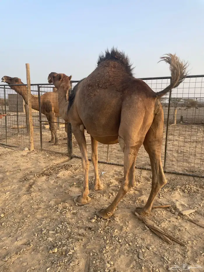 ناقه حمراء ملاقي 10