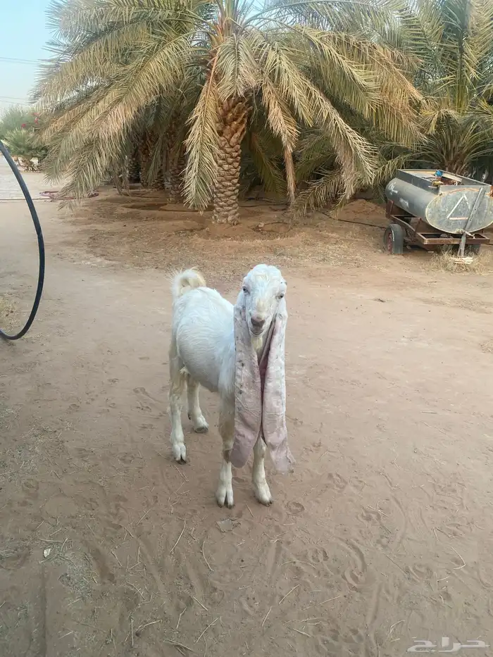 فحل هولندي جذع للبيع 4