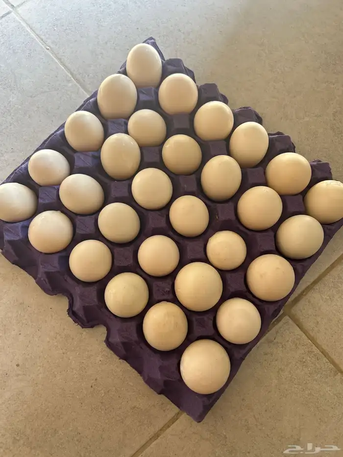 بيض بط مخصب بإذن الله 0