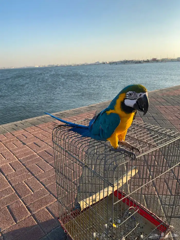 ببغاء مكاو 1