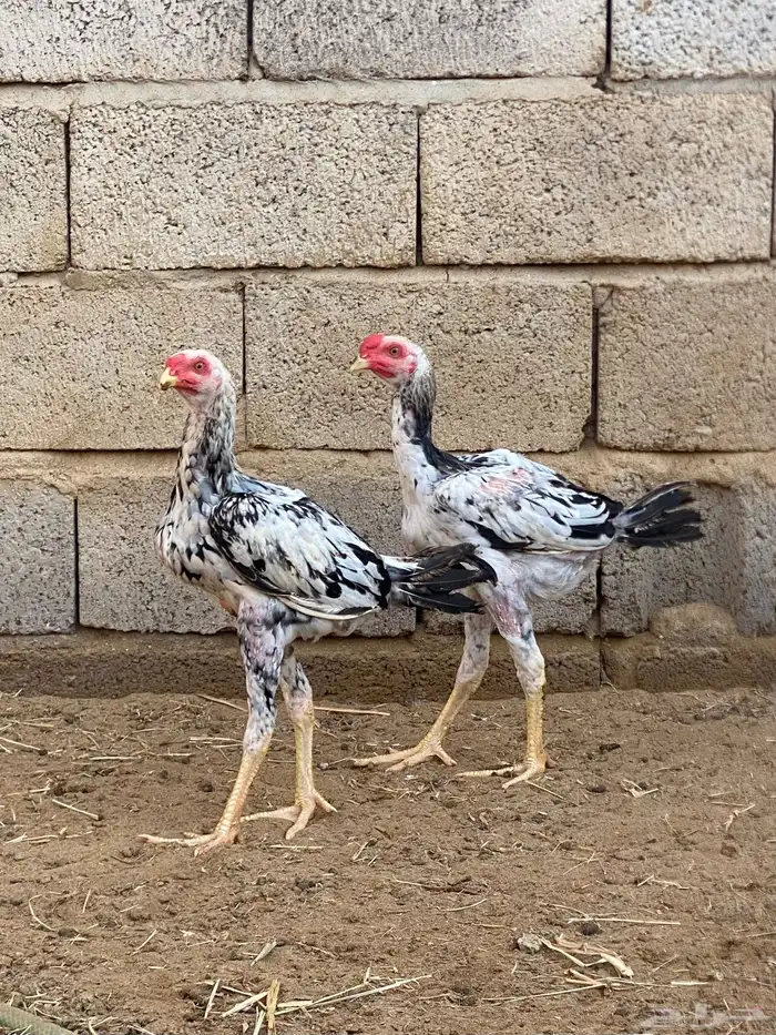 دجاج باكستاني 1