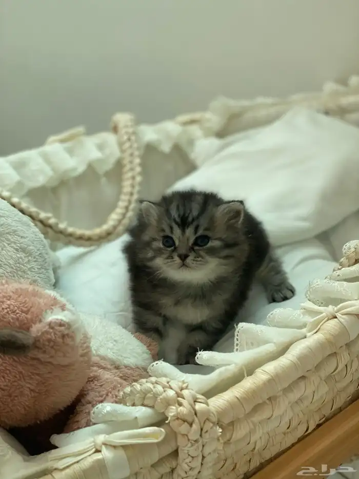 مصورة جوال 48