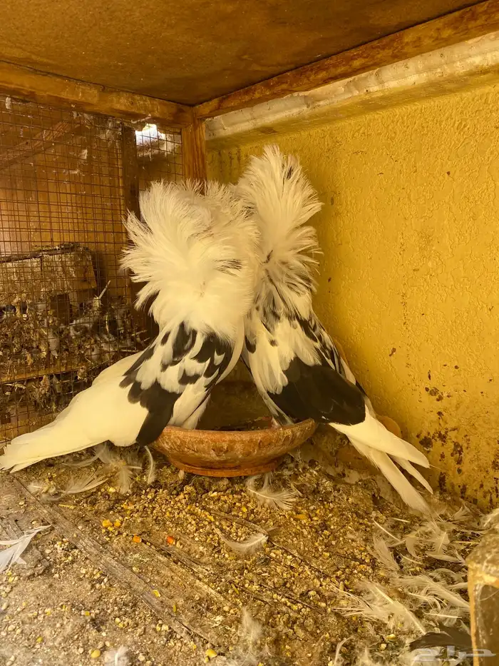 جوز جاكوبين 1