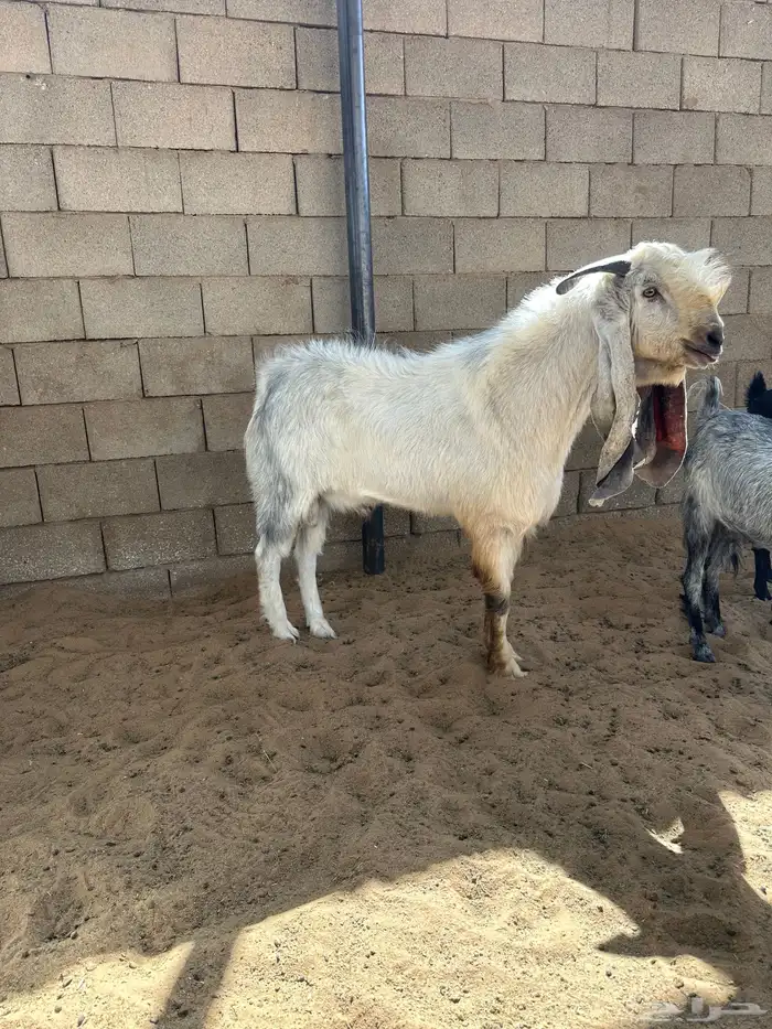 تيس طيب شرط القريع والصحه 0