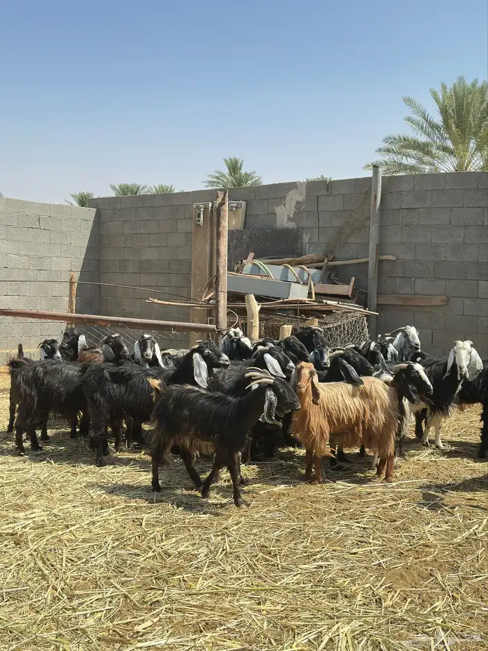 معزا للبيع العدد 45 1