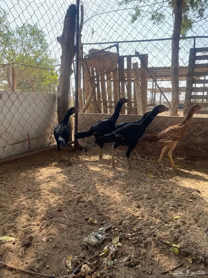 فروخ سندية 4