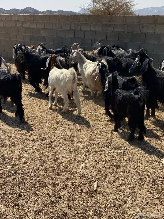 معزء طيبه عددها 40 رأس من جذعه لين تامه شبب 2