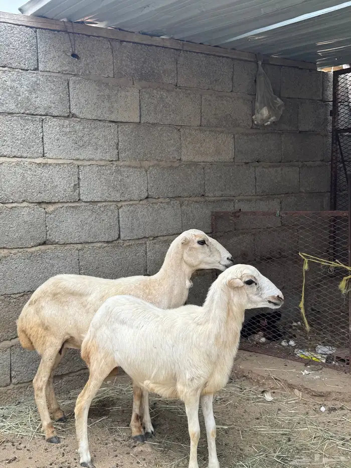 نعجه منتوج ومضربه 0