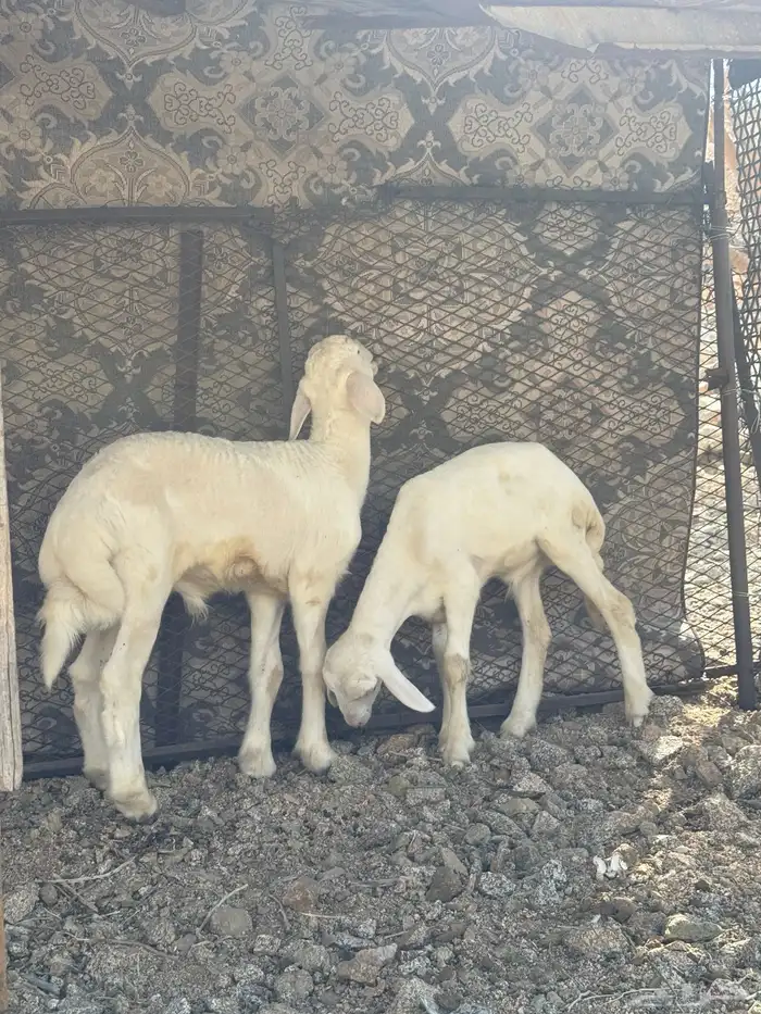 بهم صغار نضيف تربيه 1