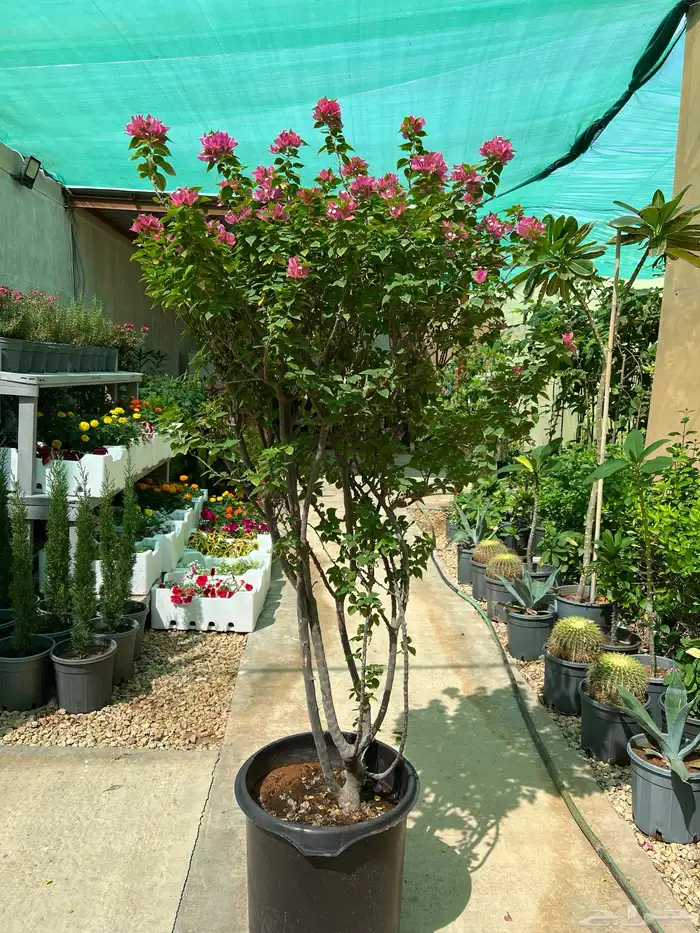 نباتات واشجار زينه 8