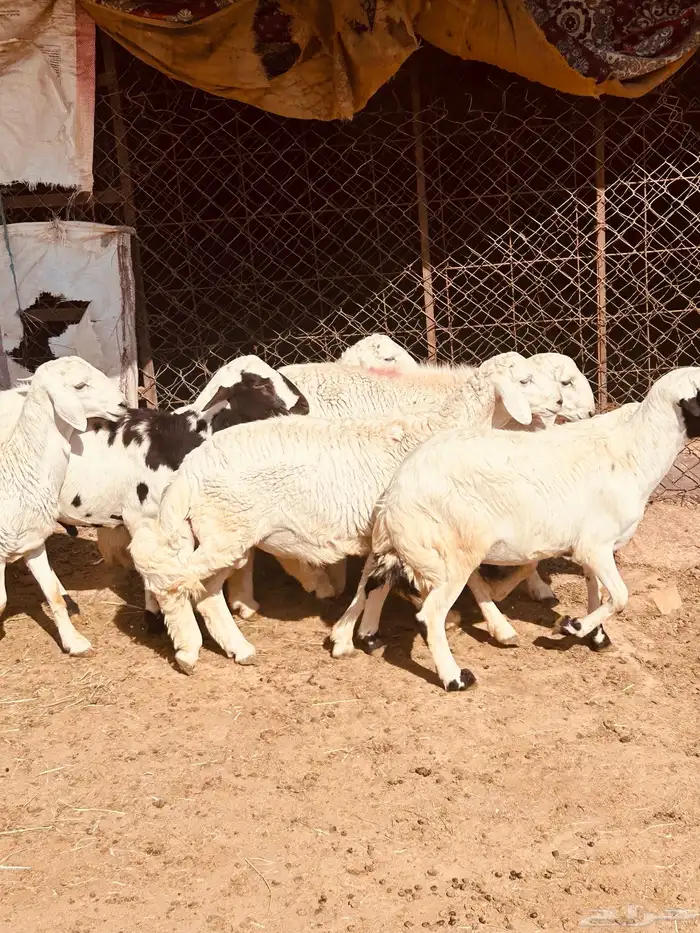 طليان 1