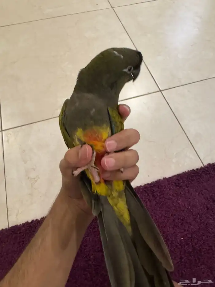 ببغاء كنيور باتاغونيا نوادر سوبر جامبو 3