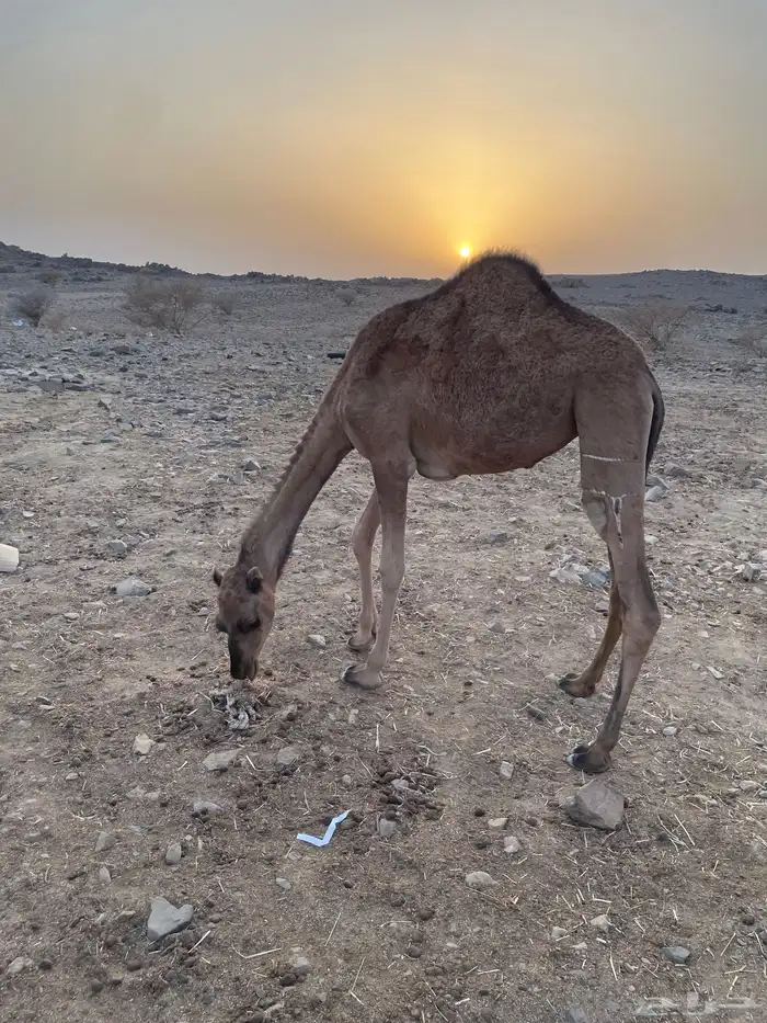 بكره للبيع 2