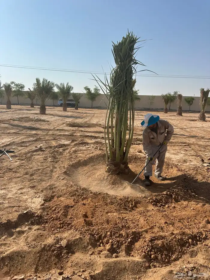 نخل توريد لجميع المناطق داخل المملكه 1