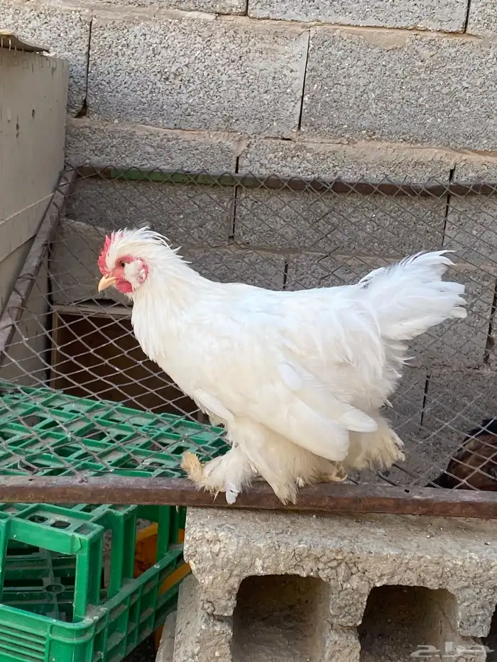 ديك كوشن ابيض 2