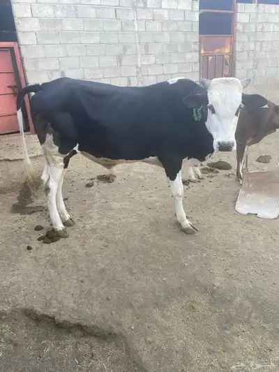 بقر حسلان index