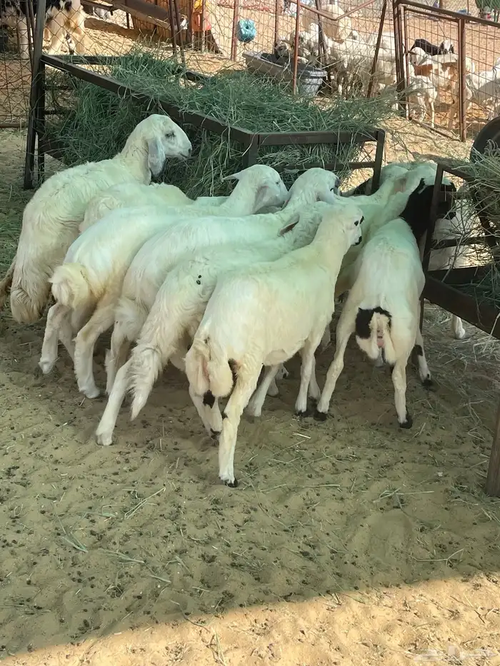 بهم رخال ذبايح مقنوي 2
