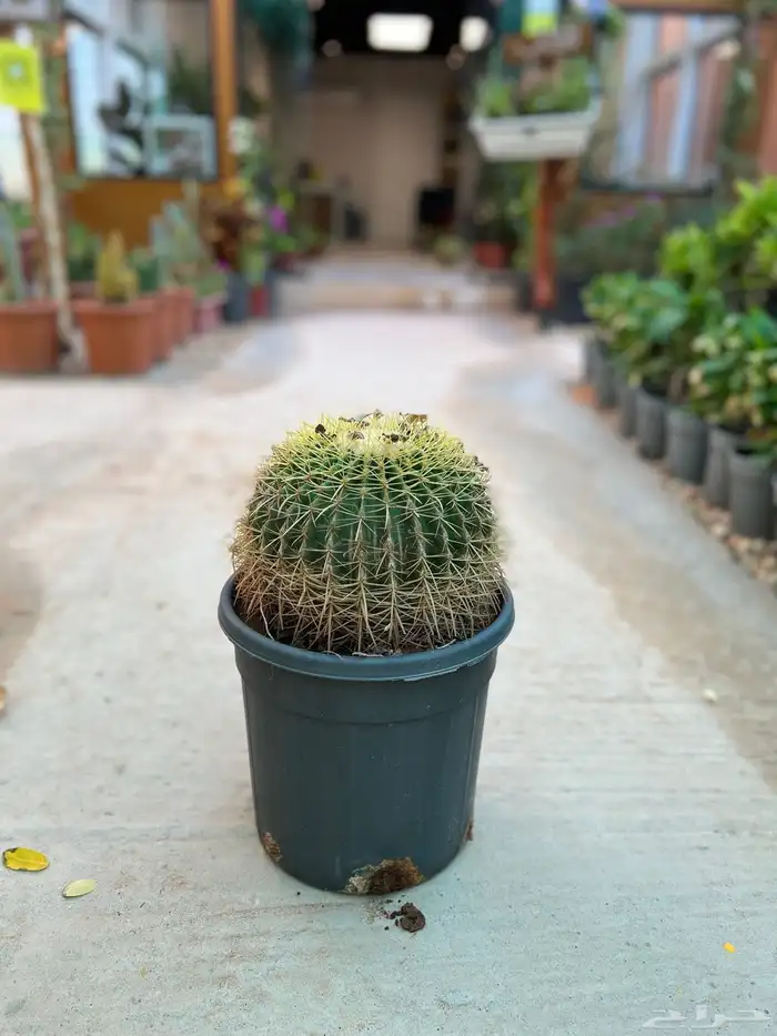 نباتات واشجار زينه 2